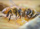 Honey Bees Are Famous, But Native Bees Are Powerful Pollinators