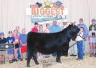 Local Youth Wins Big At Angus Show