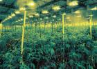 Officials Destroy Marijuana Grow Facility Crop