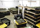 Marijuana Grow Facility Shut Down; Five Arrested